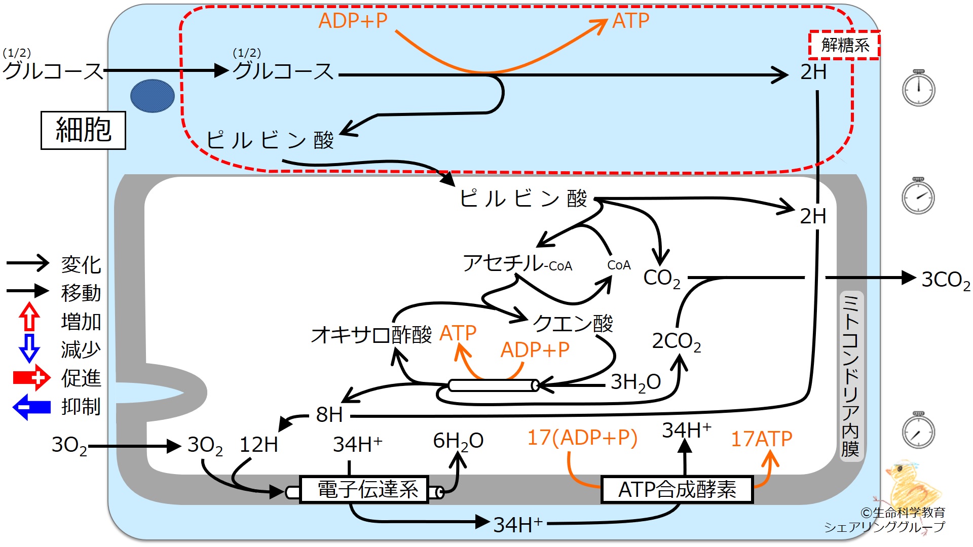 エネルギー代謝 全体像1.jpg