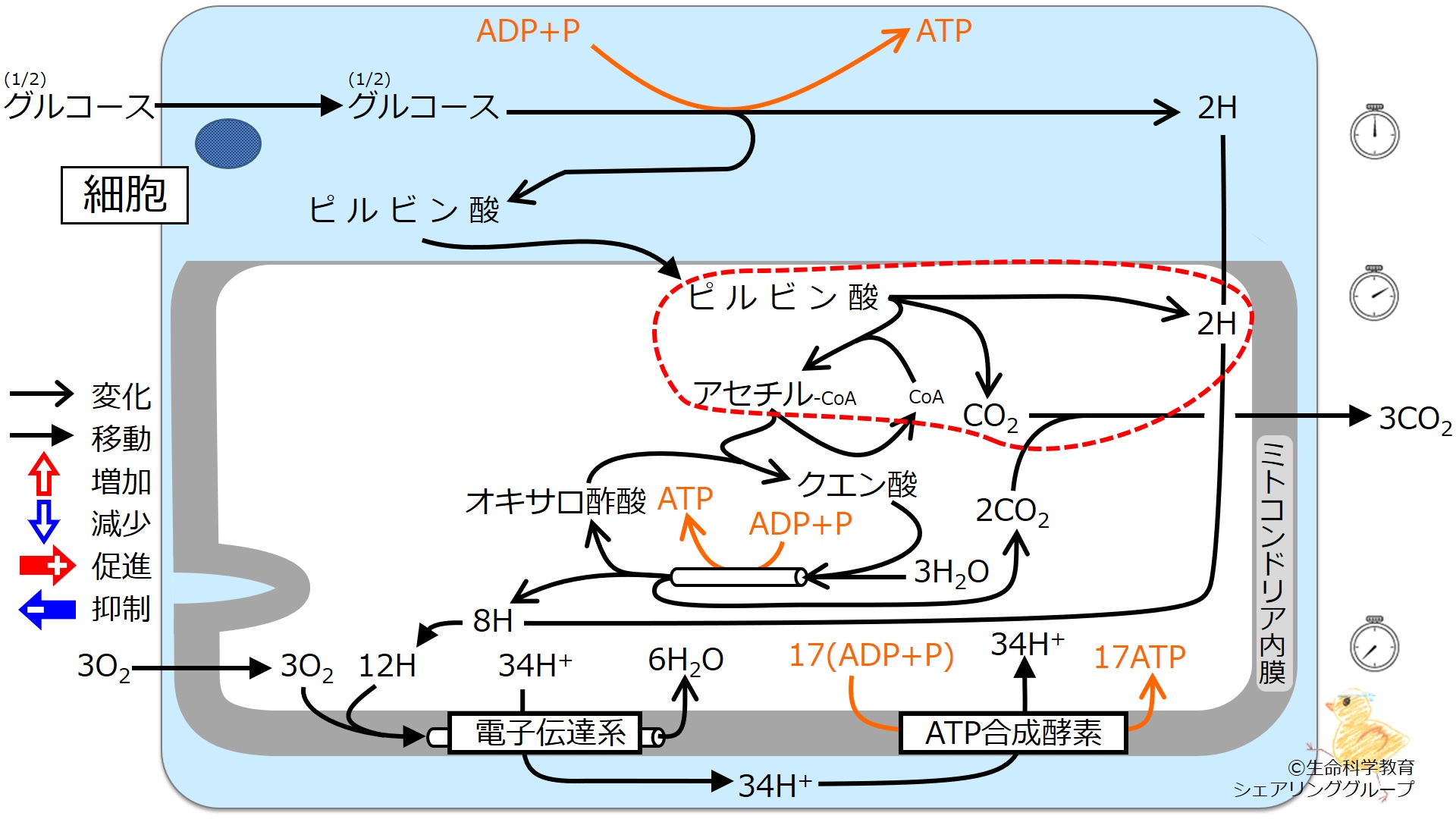 エネルギー代謝 全体像2.jpg