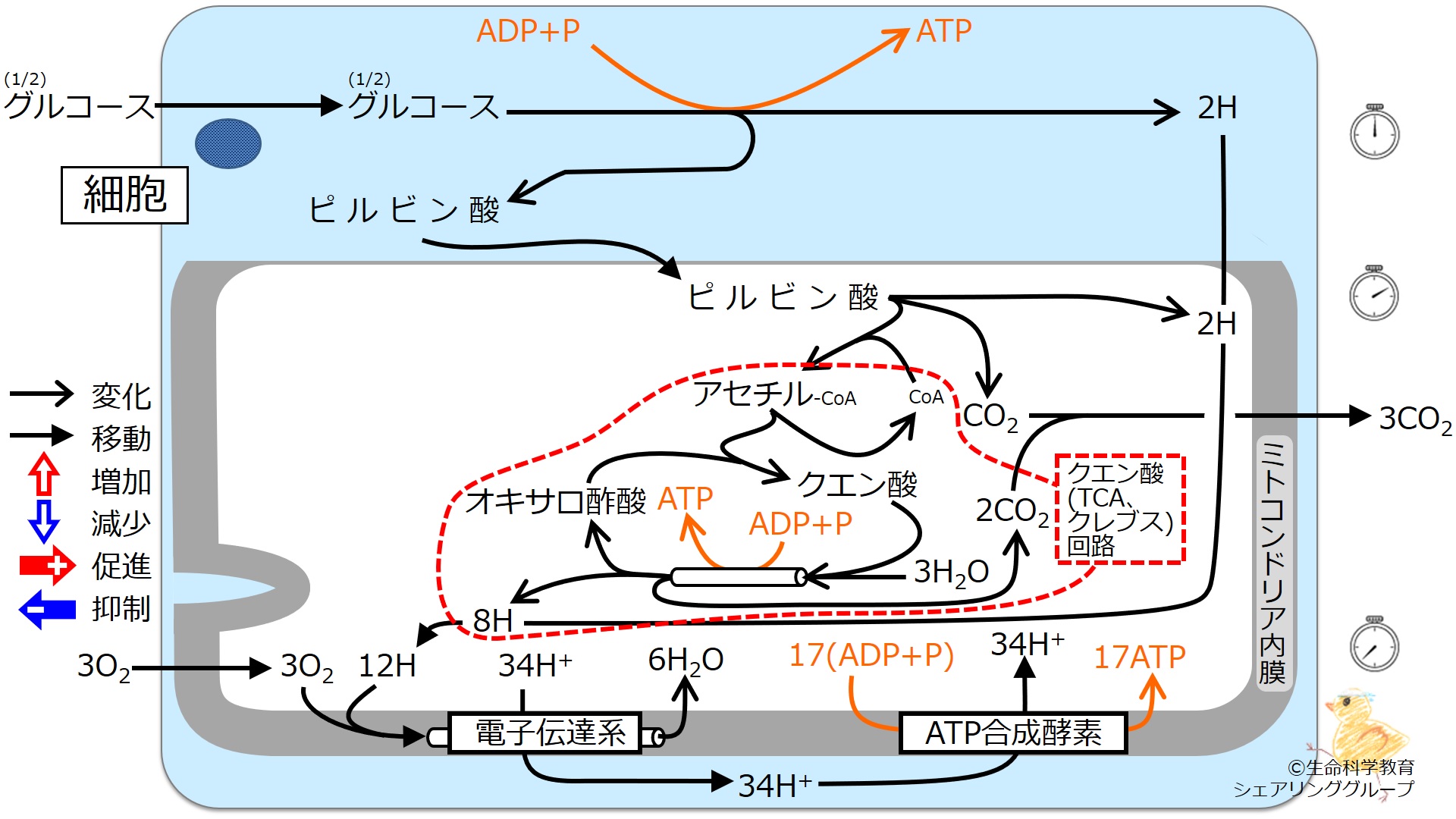 エネルギー代謝 全体像3.jpg
