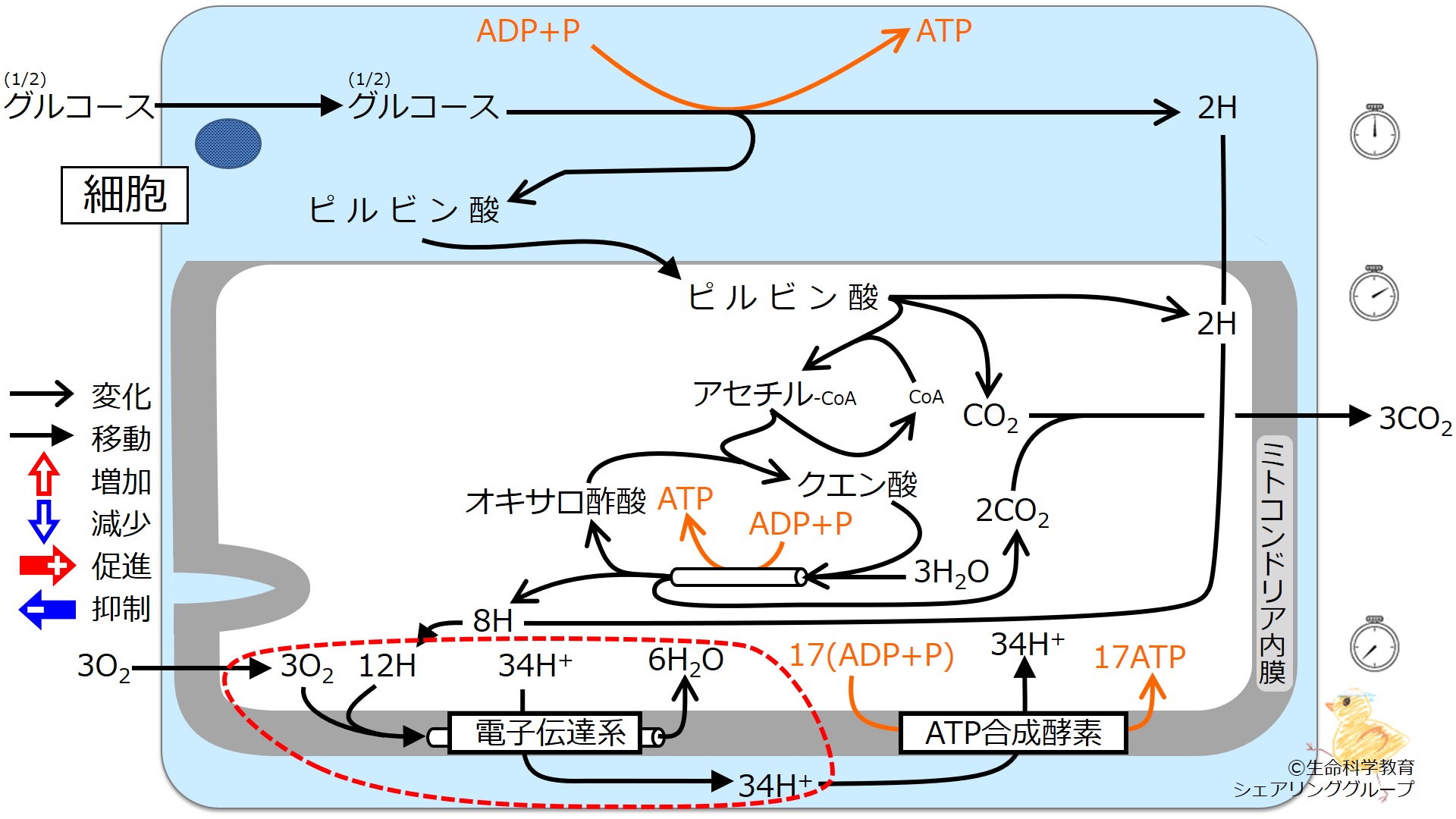 エネルギー代謝 全体像4.jpg