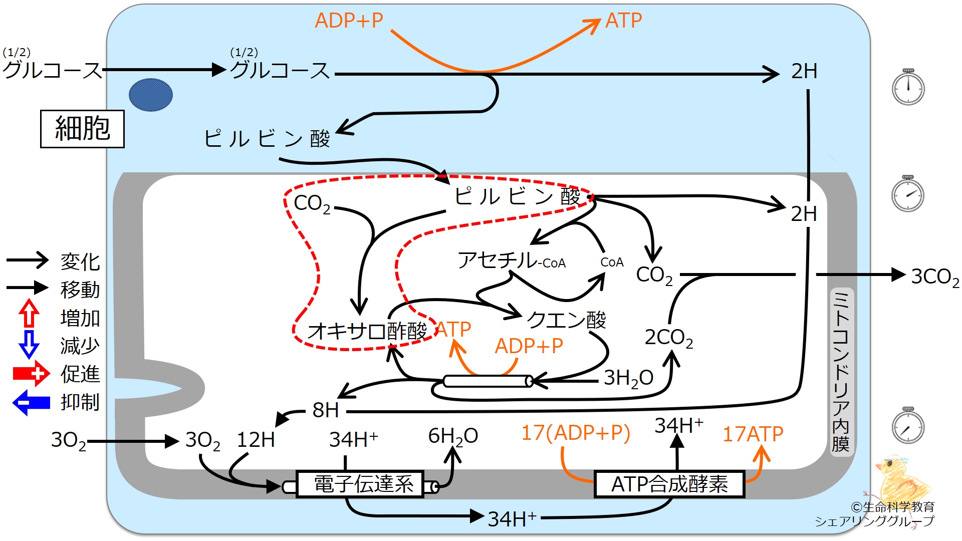 Effectofpyruvicacid.jpg
