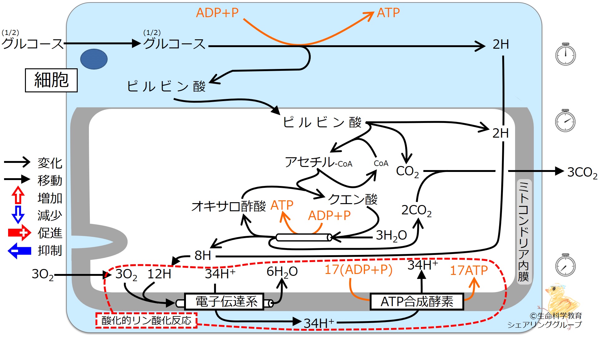 Energy metabolism summary6.jpg