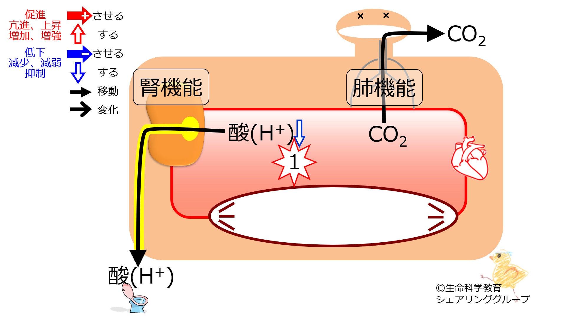 PHcompensationAlkalemiaBaseline-Jpn.jpg