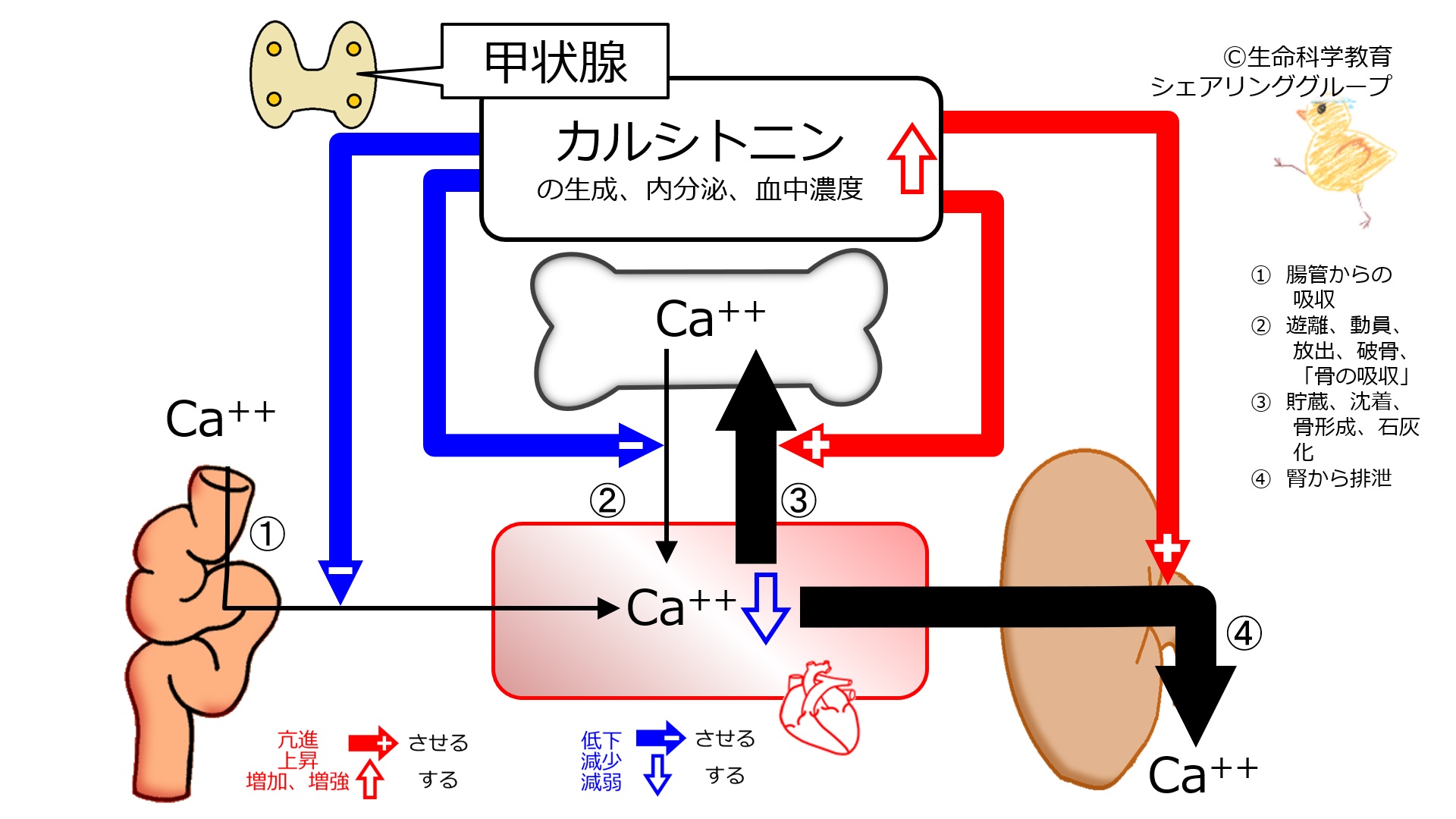 Calcitonin-inc.jpg