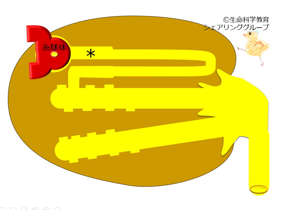 ./images/近位尿細管_小テスト.jpg