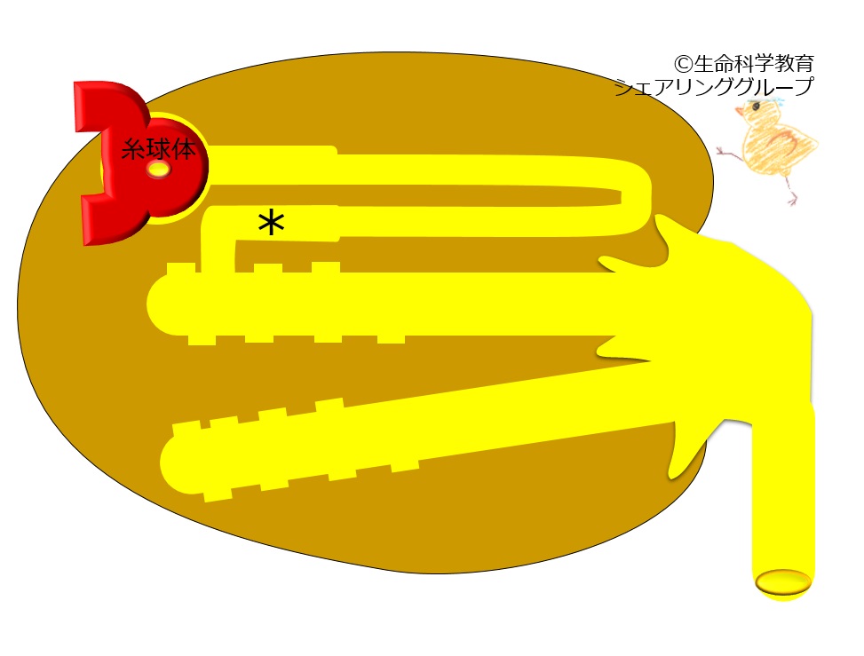 ./images/遠位尿細管_小テスト.jpg