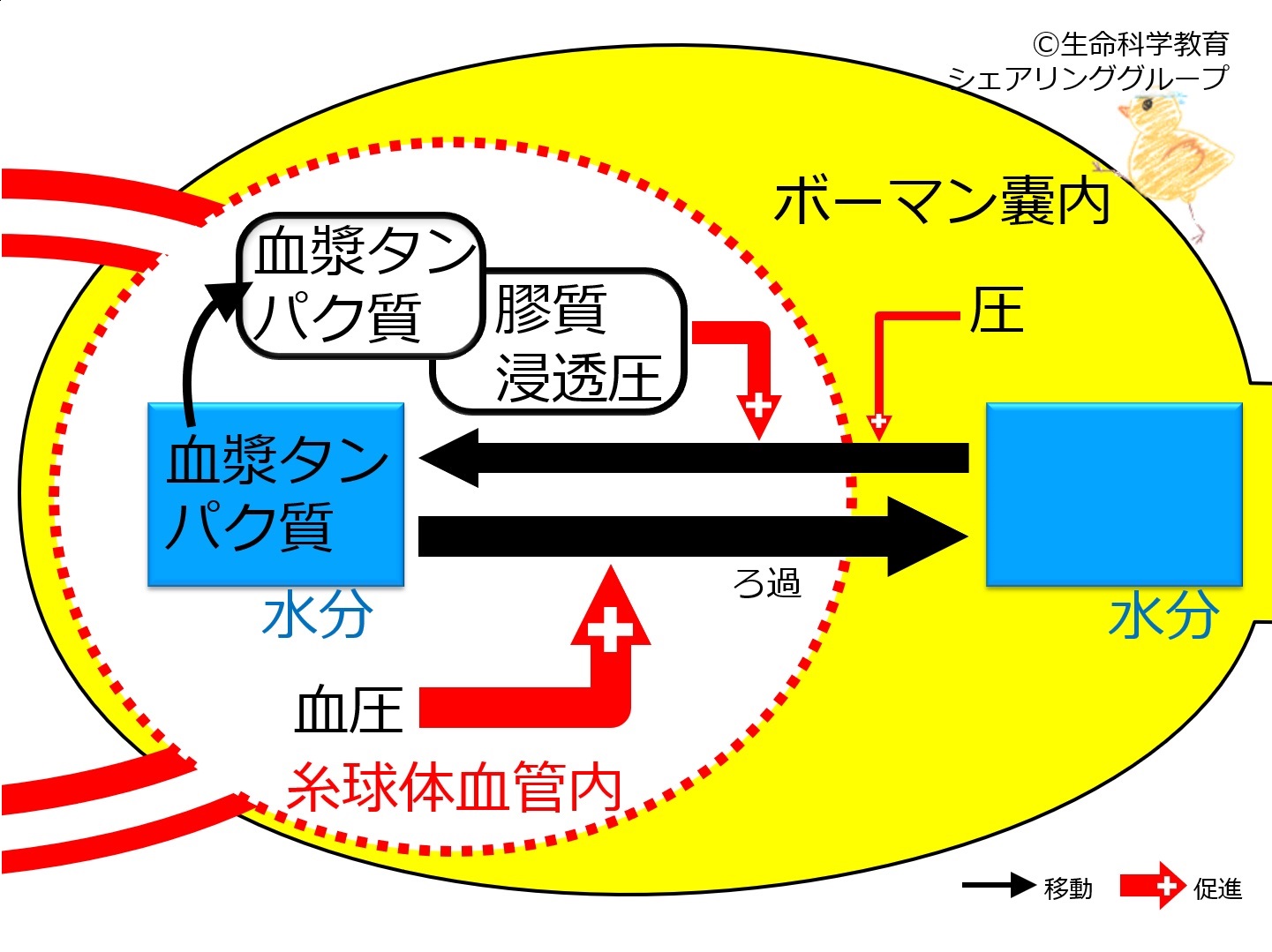 FiltrationFactors.jpg