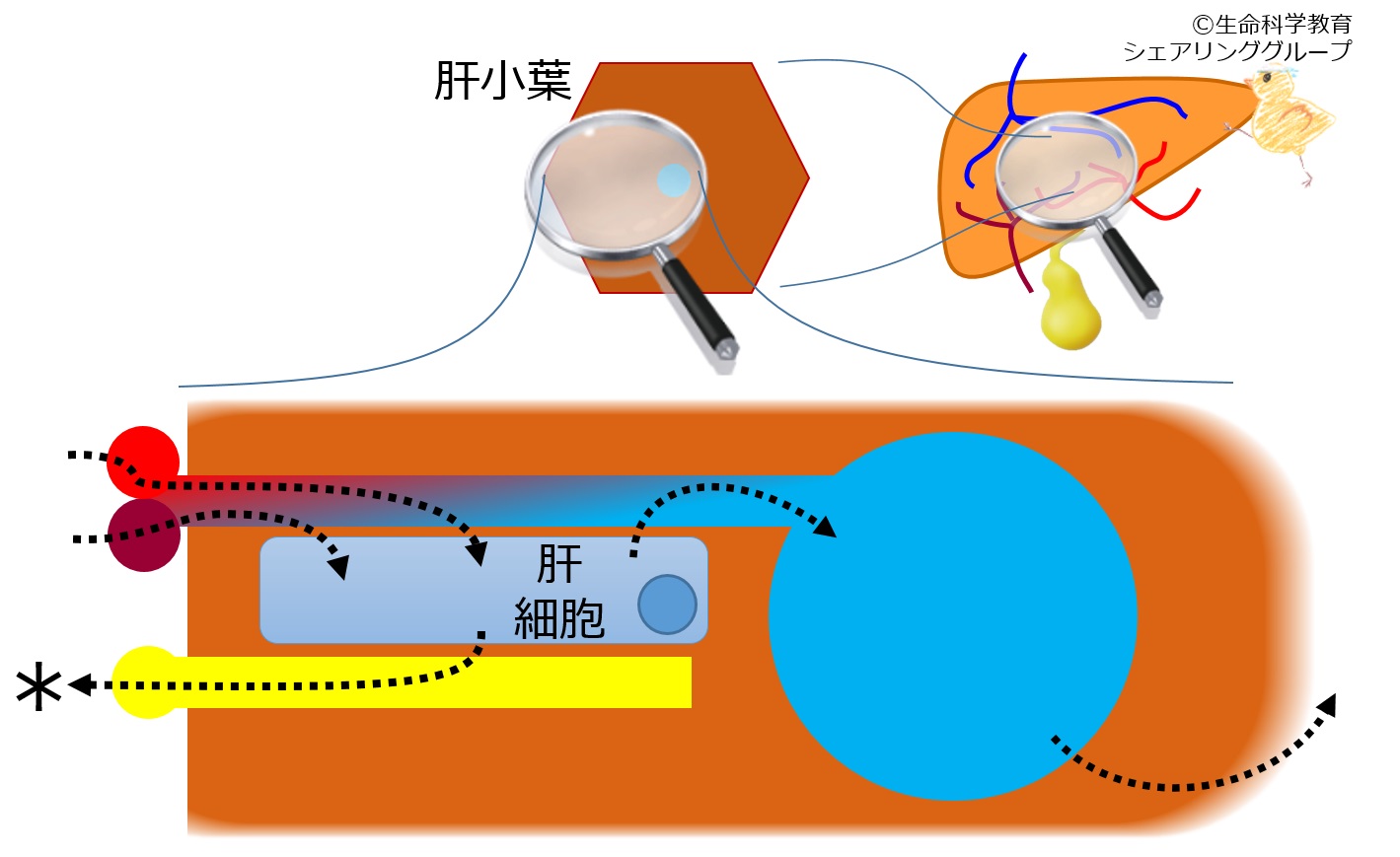 ./images/肝管_クイズ.jpg