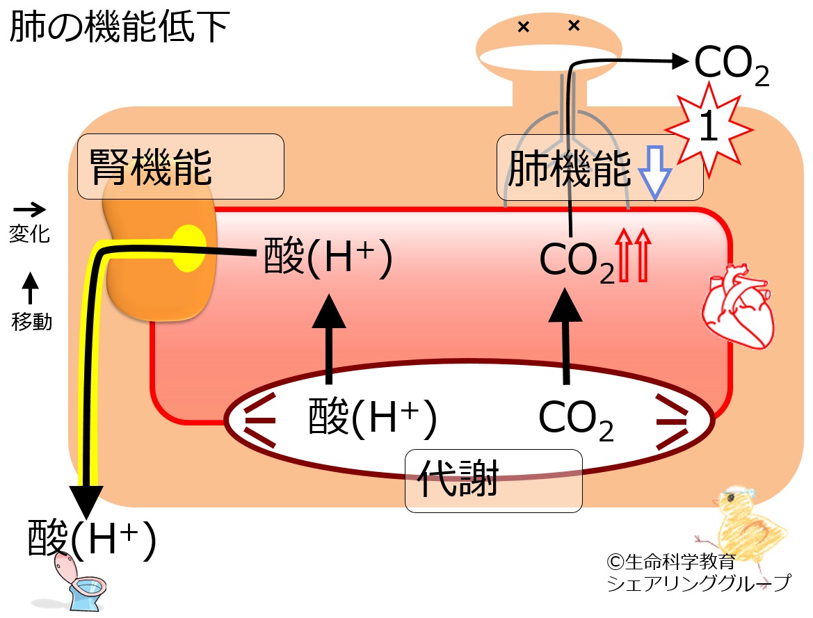 Resp-hypo-noBB.jpg