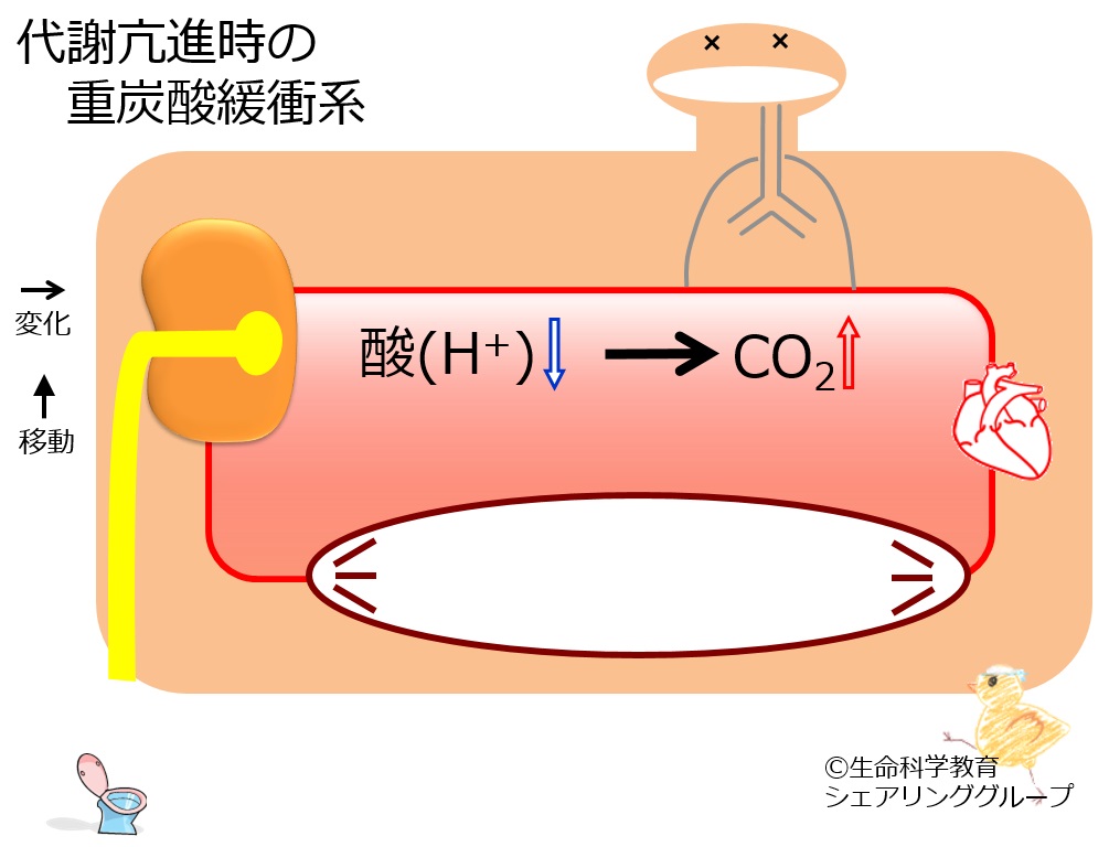 BB-hypermetabolism.jpg