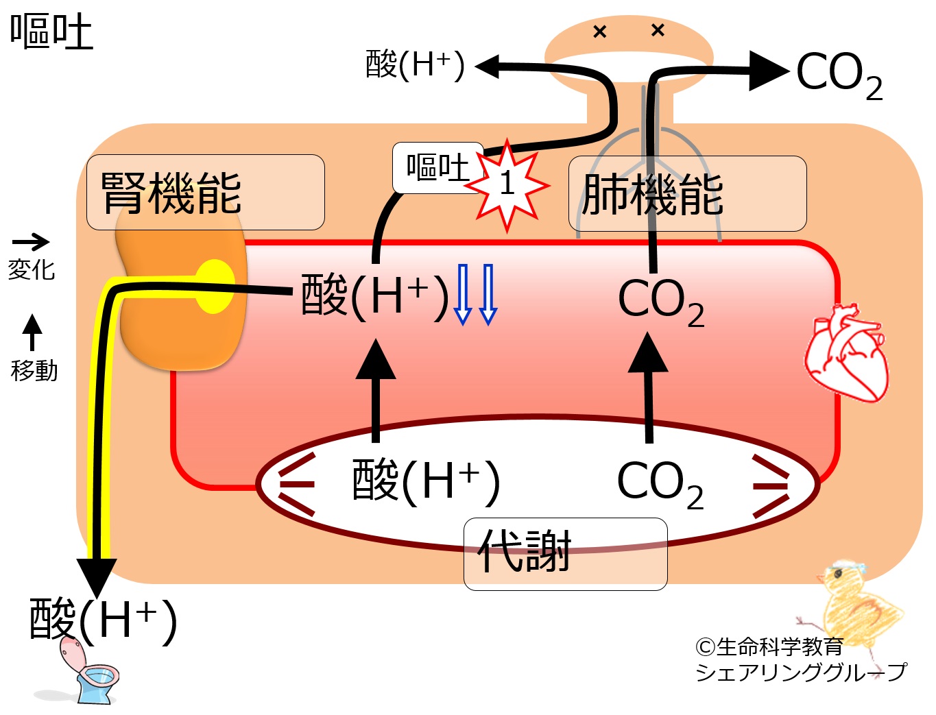 Vomiting2metabolic-alkalosis.jpg