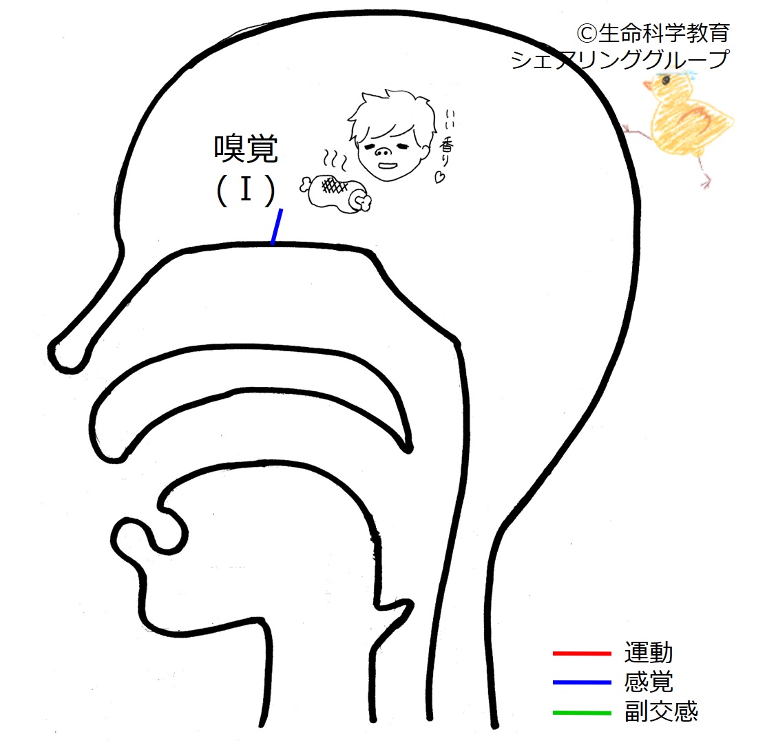 Cranial01.jpg