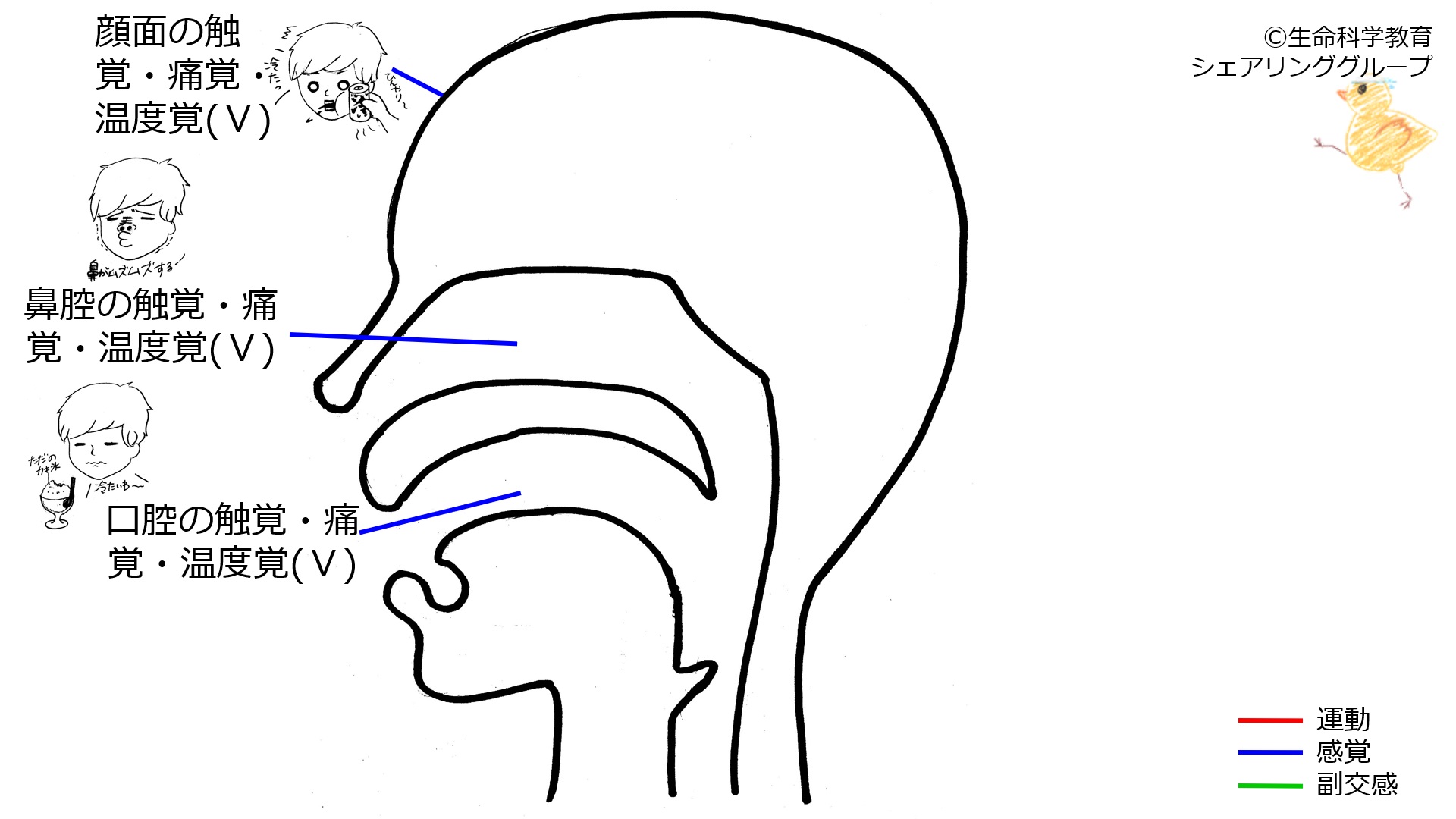 Cranial05 1.jpg