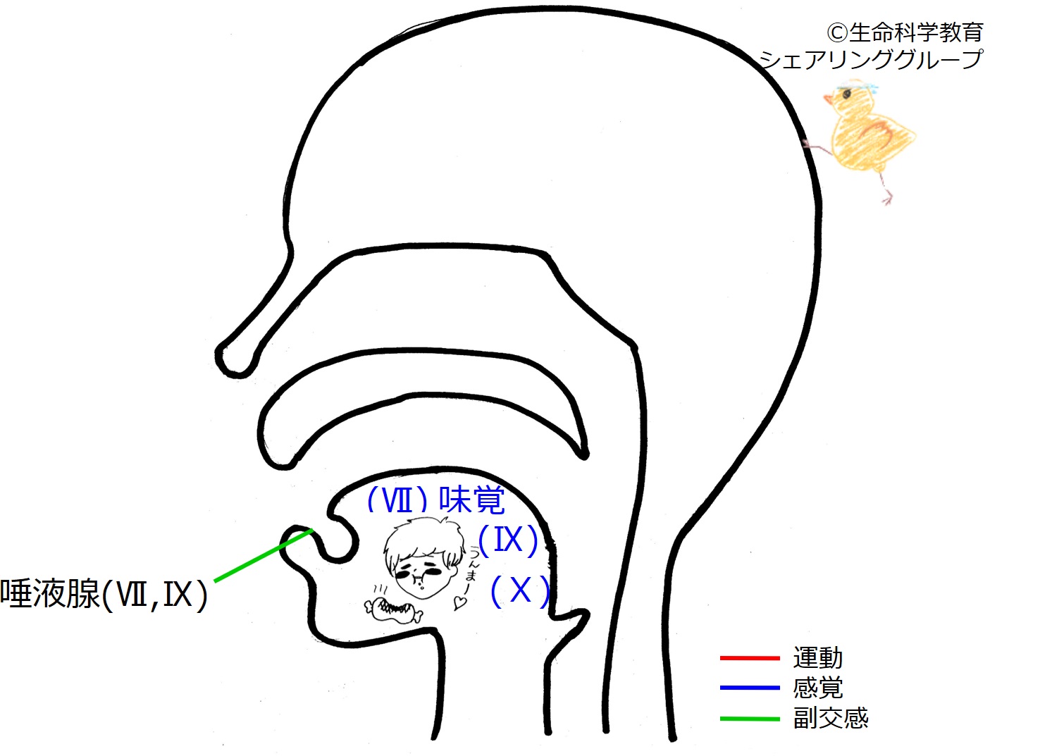 Cranial07 1.jpg