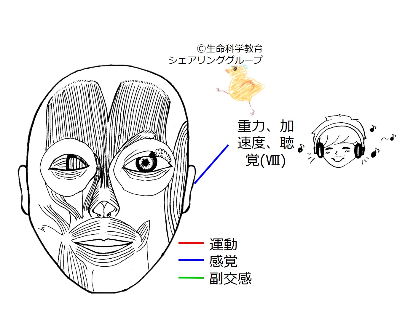 Cranial08.jpg