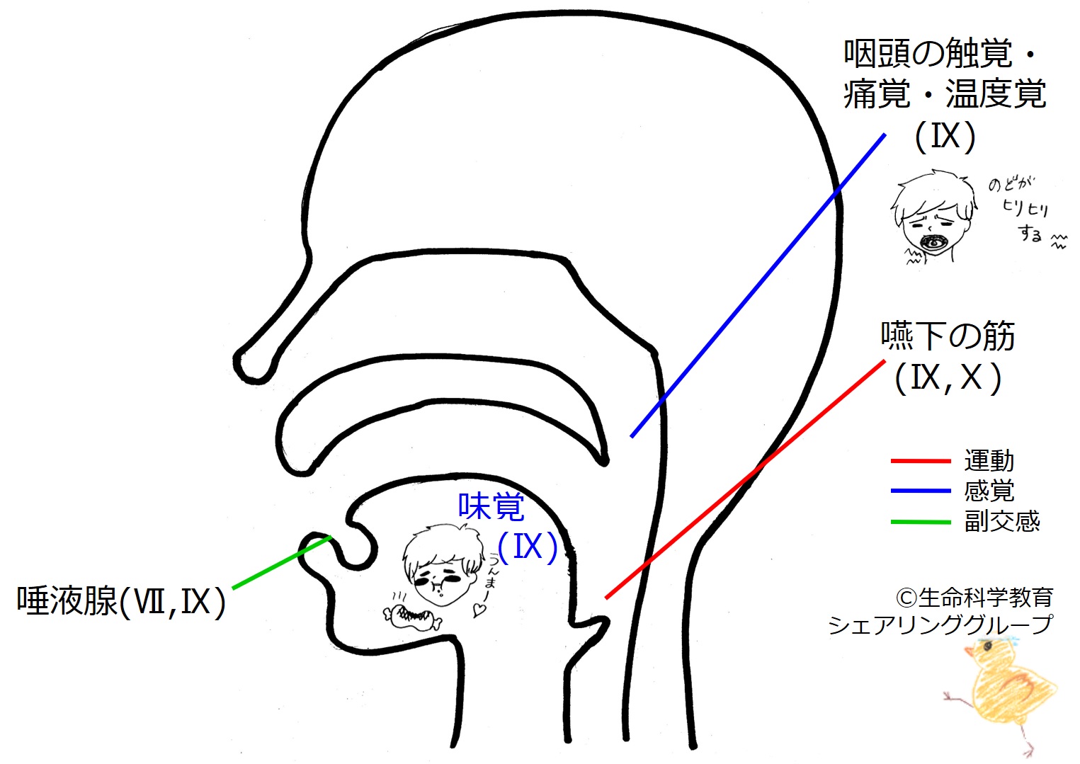 Cranial09.jpg
