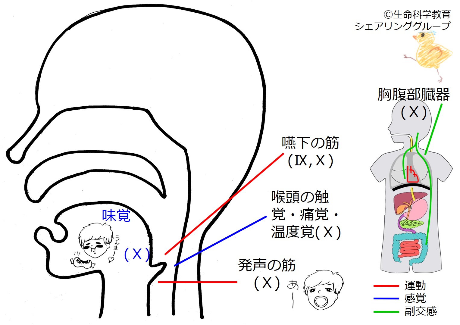 Cranial10.jpg