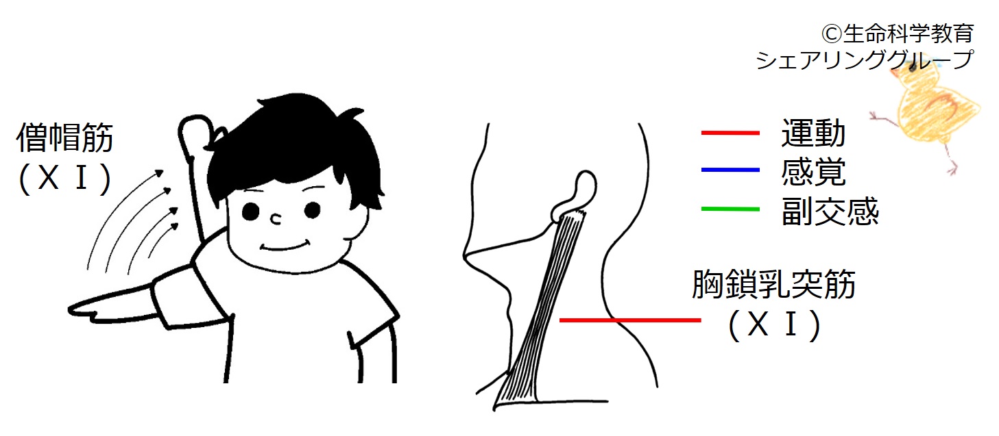 Cranial11.jpg