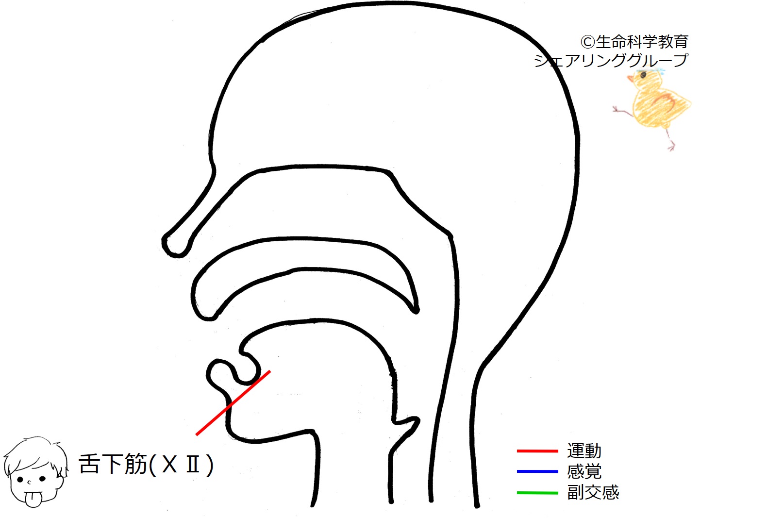 Cranial12.jpg