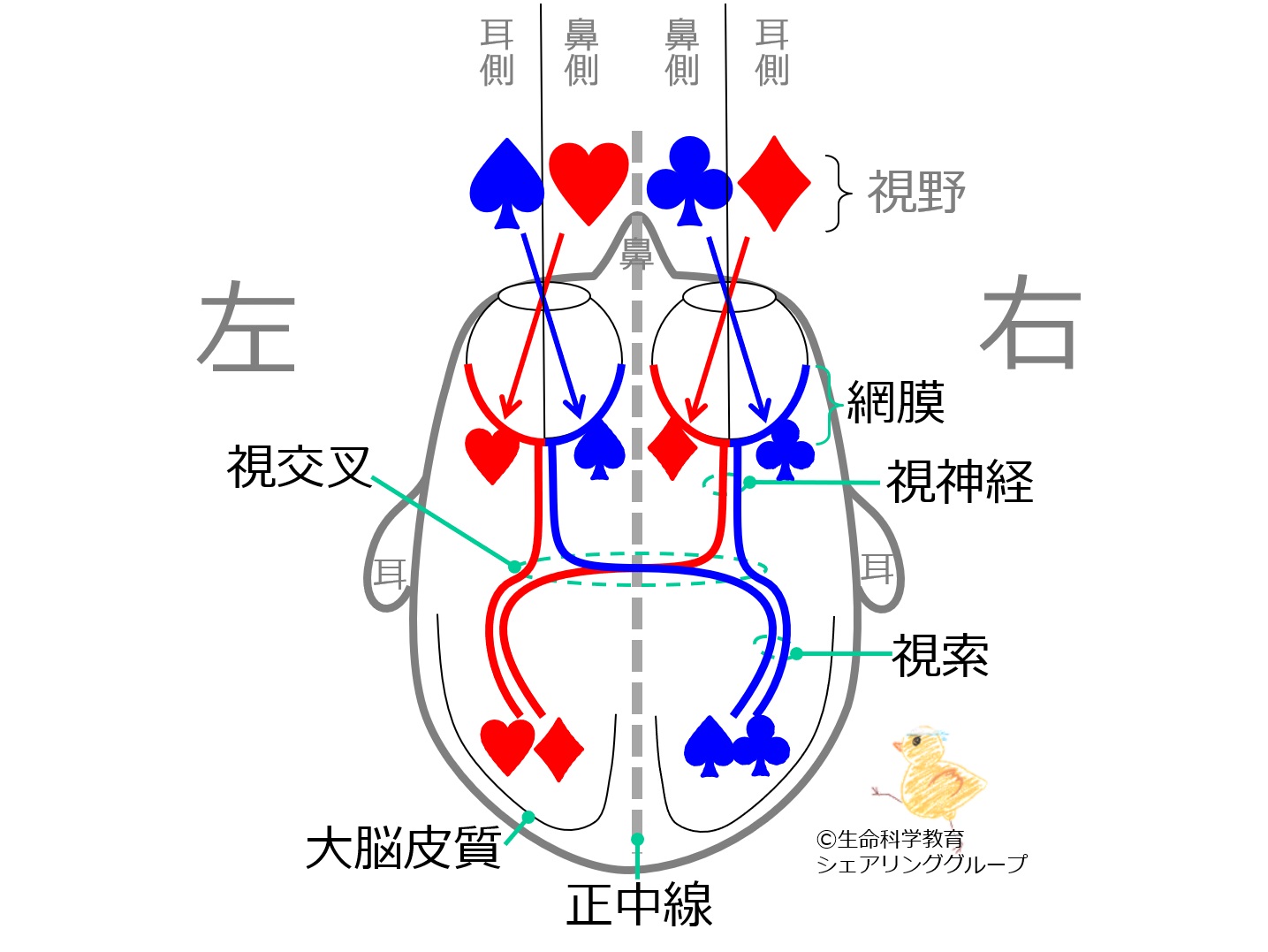 OpticPathwaySummary-Jpn.jpg