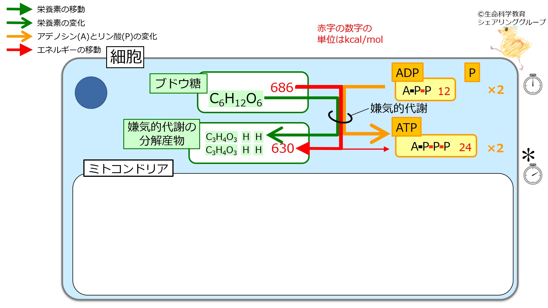 ./images/嫌気的代謝_クイズ1.jpg