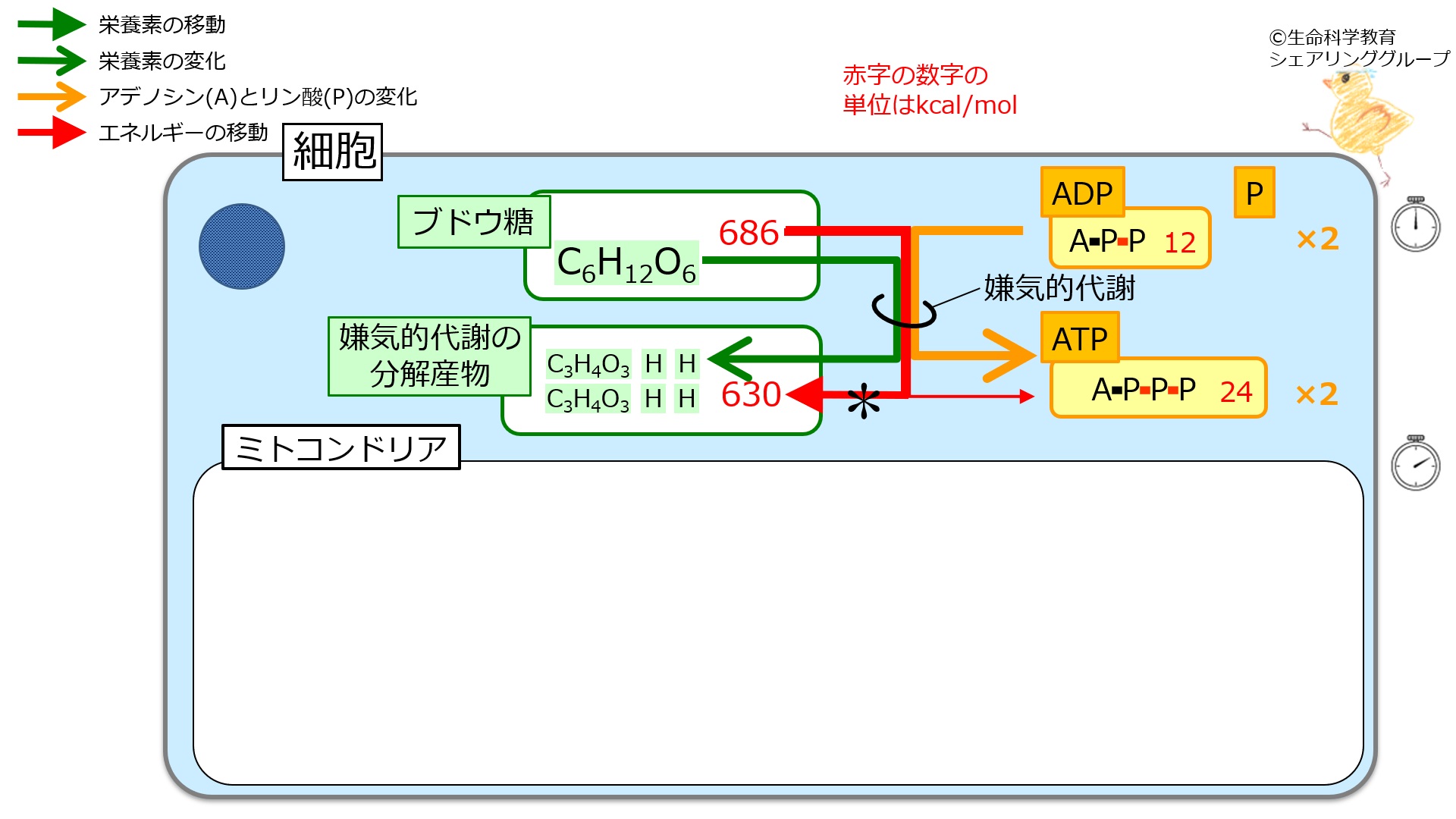 ./images/嫌気的代謝_クイズ3.jpg