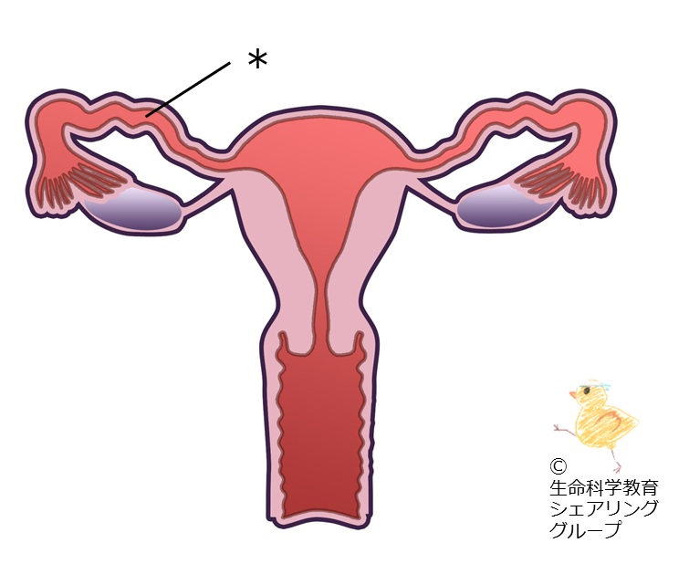 ./images/クイズ_卵管.jpg