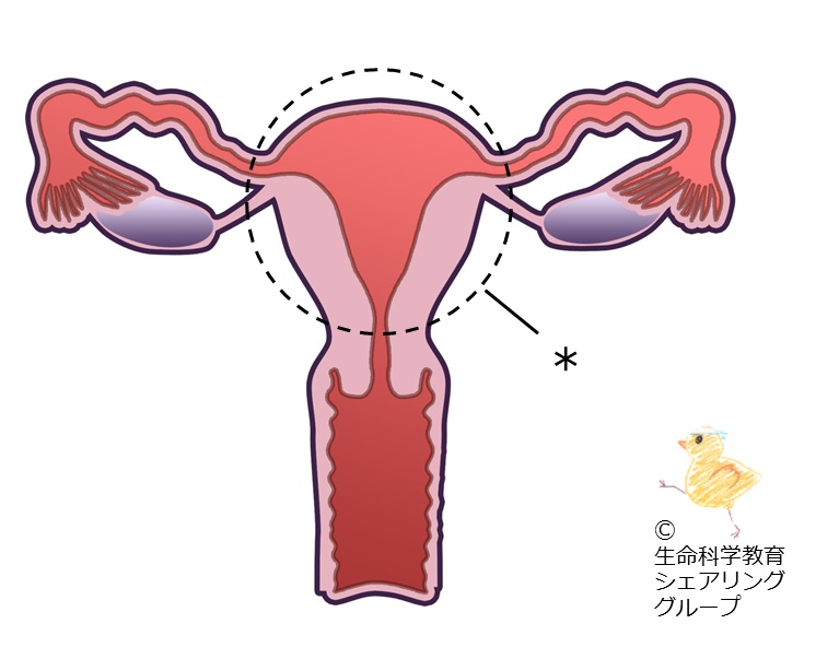./images/クイズ_子宮体部.jpg