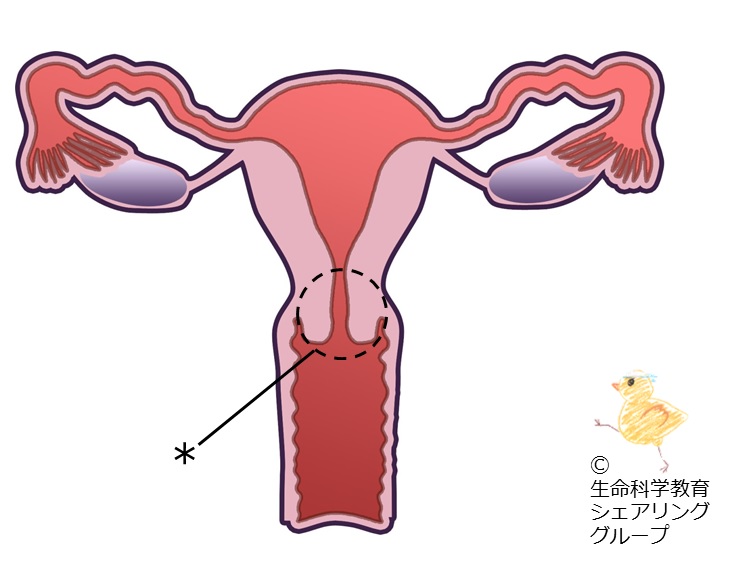 ./images/クイズ_子宮頚部.jpg