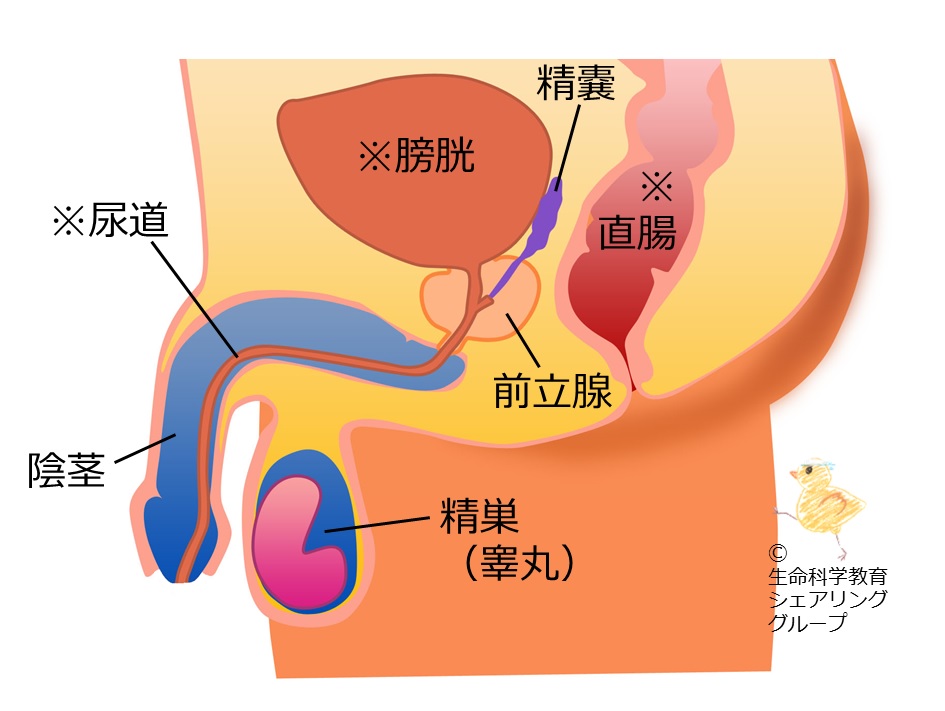 男性生殖器構造.jpg