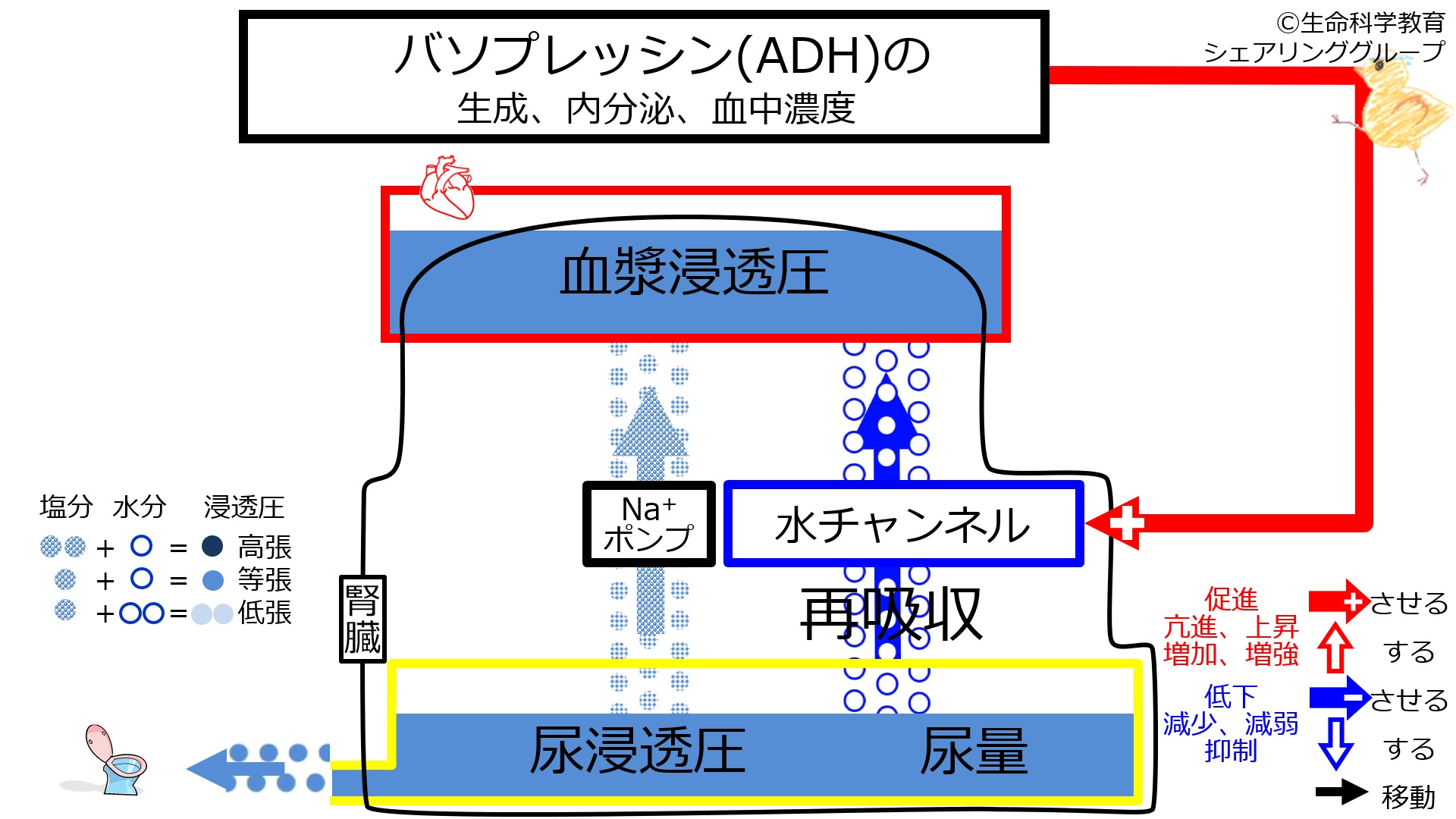 IncADHbaseline.jpg
