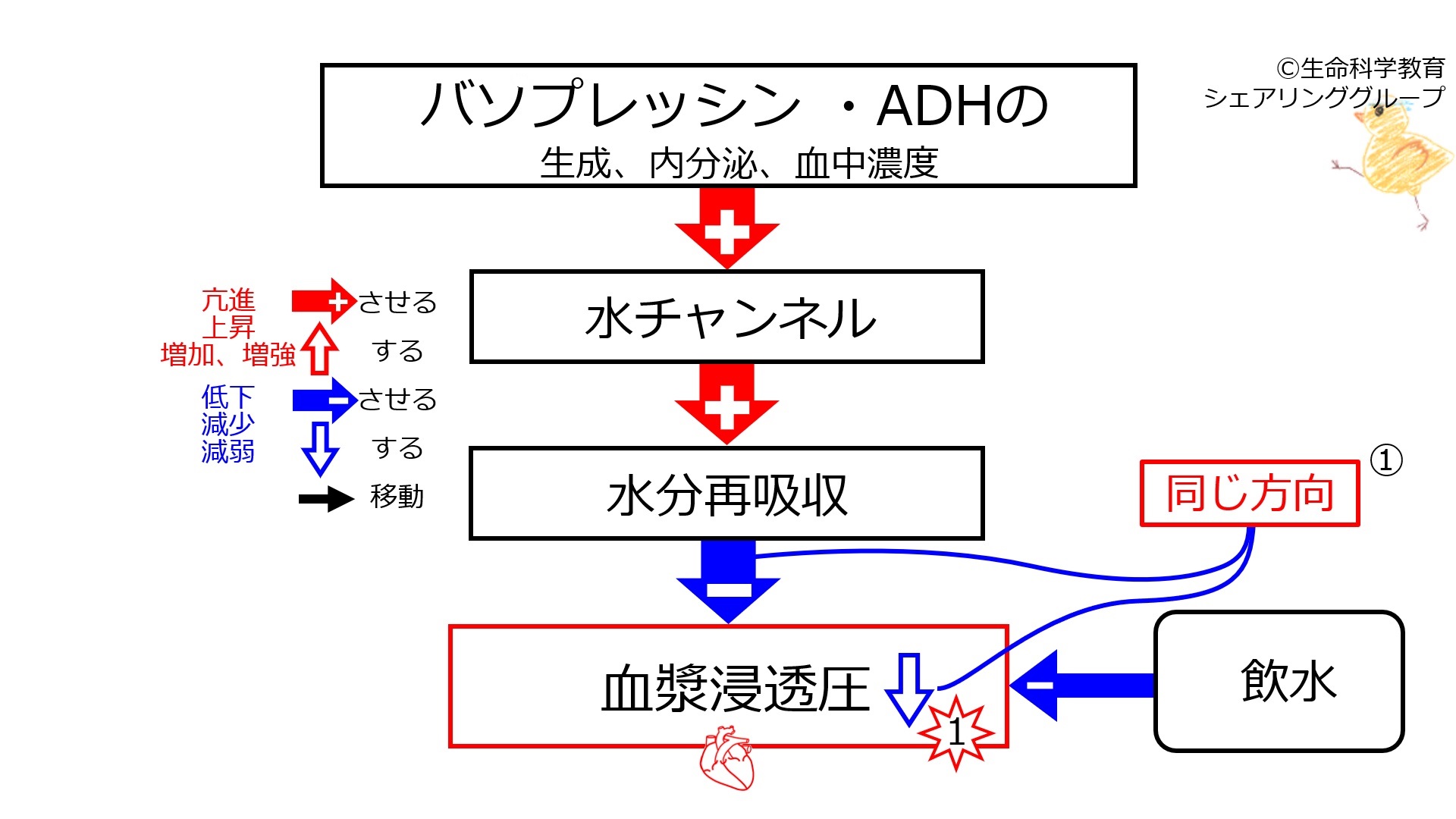WaterIntakeBeforeBasicFeedbackToADH-Jpn.jpg