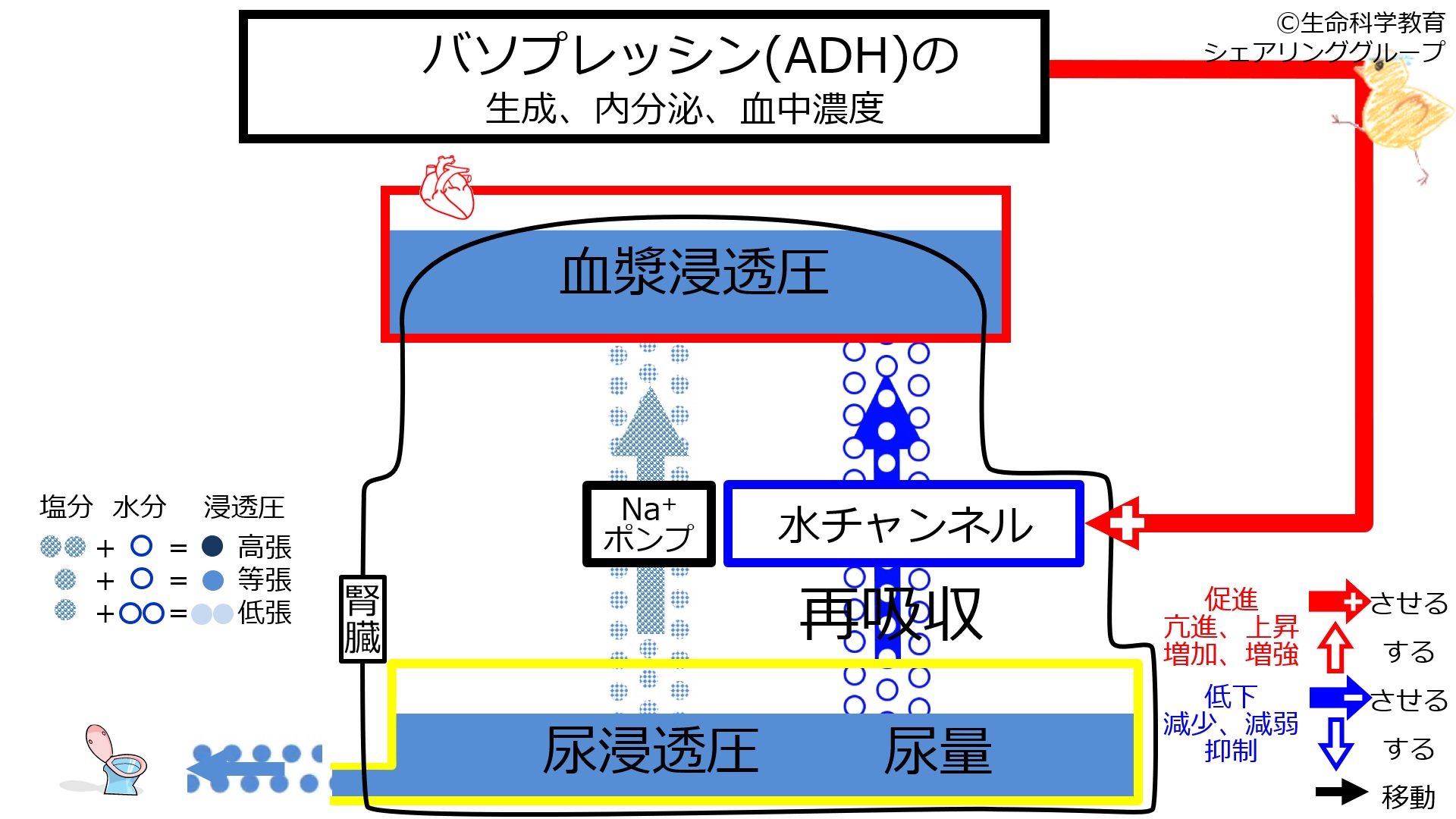 ADHbeforeSweating-Jpn.jpg