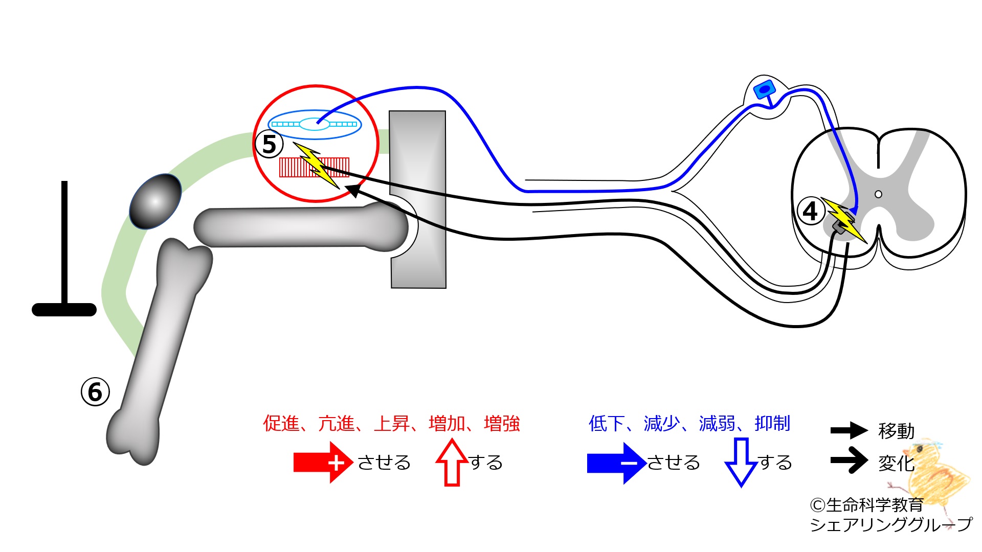 PatellaTendonReflex-3.jpg