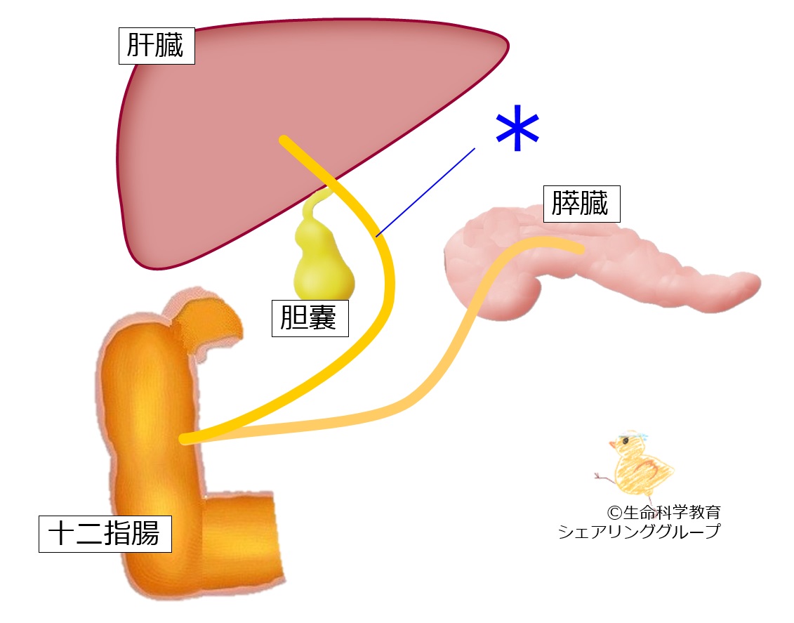 ./images/総胆管クイズ.jpg
