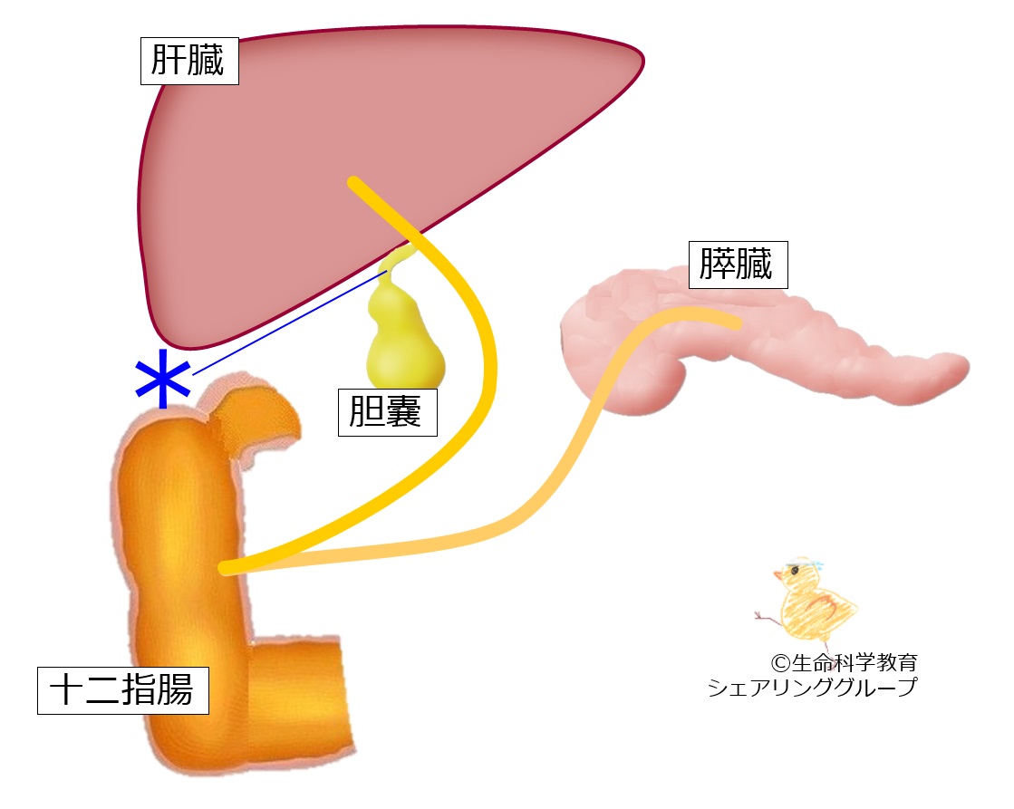 ./images/胆嚢管クイズ.jpg