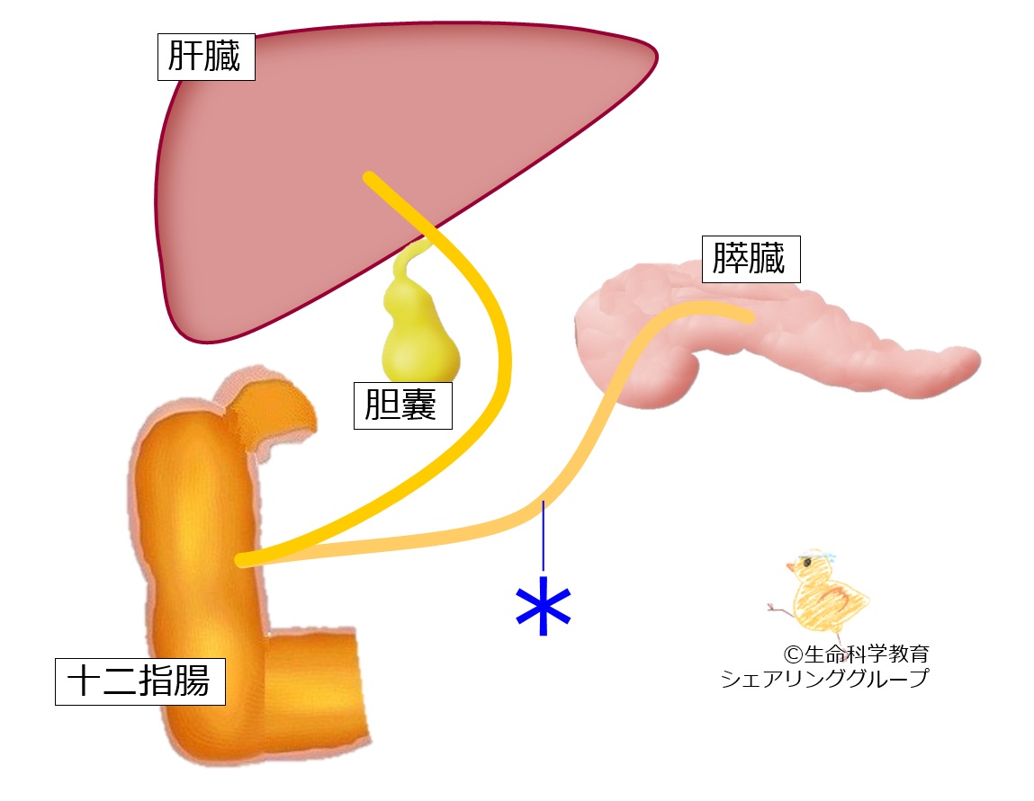 ./images/膵管クイズ.jpg