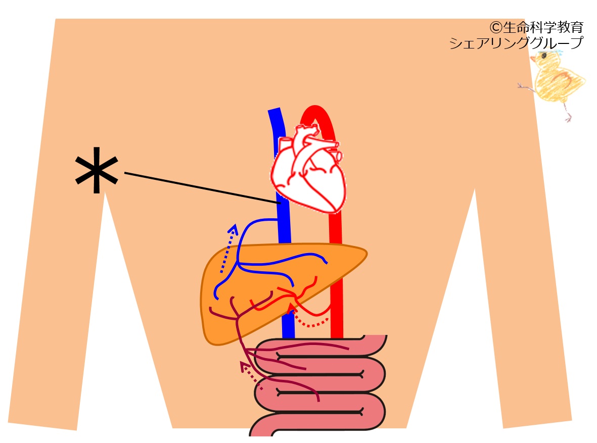 ./images/下大静脈_クイズ.jpg