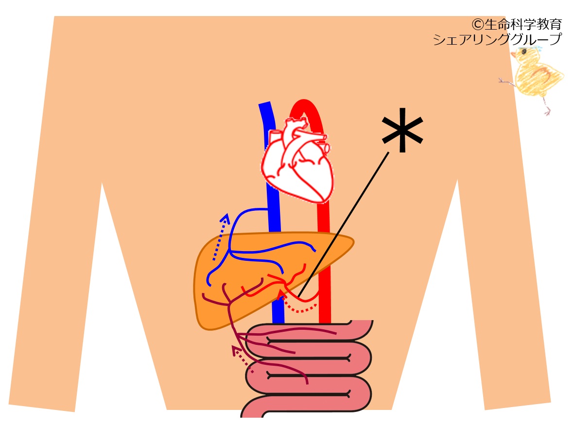 ./images/固有肝動脈_クイズ.jpg