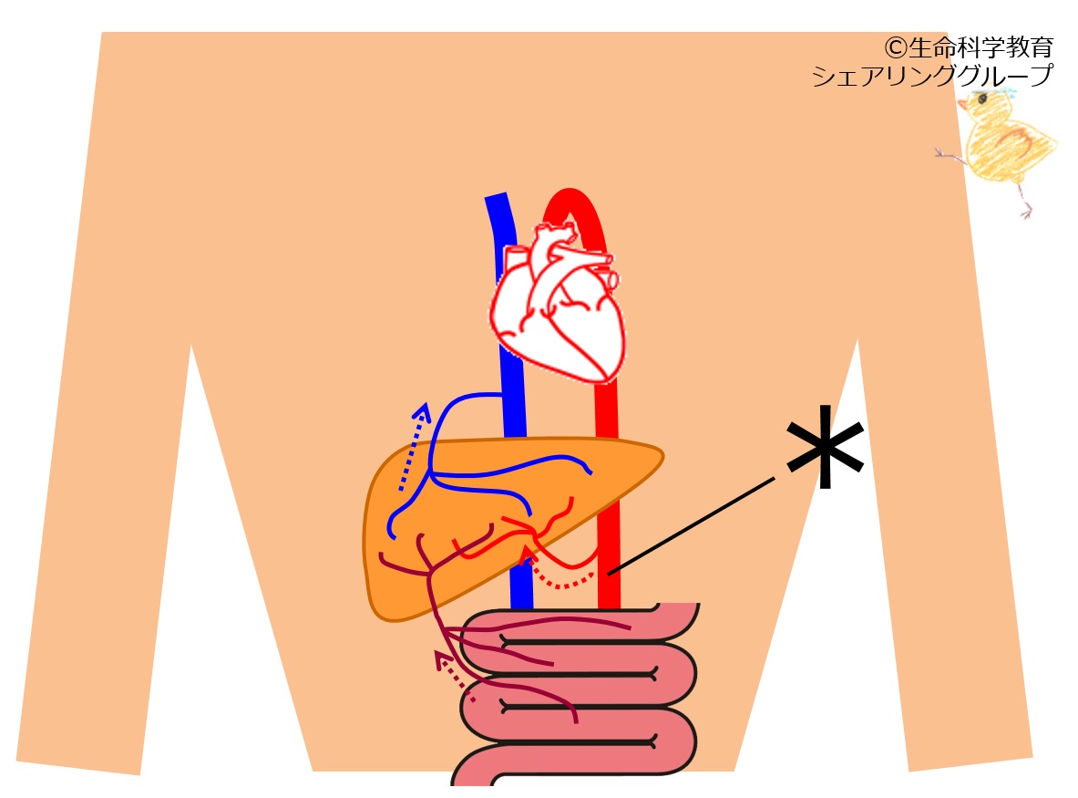 ./images/腹部大動脈_クイズ.jpg