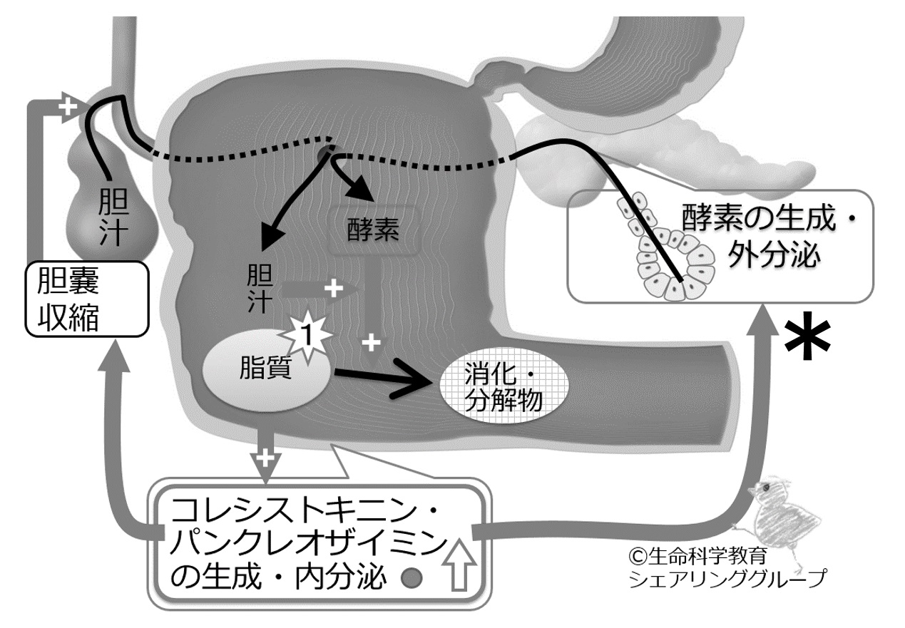 ./images/Cck_quiz01.jpg