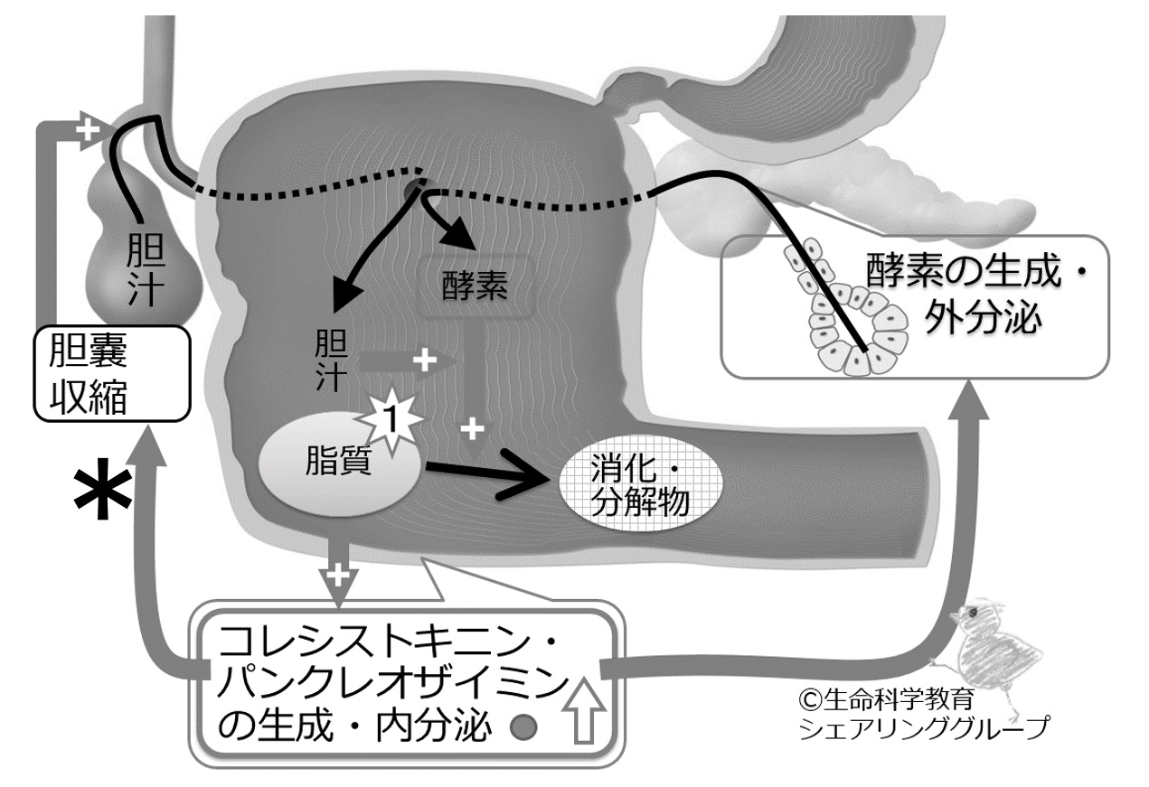 ./images/Cck_quiz02.jpg