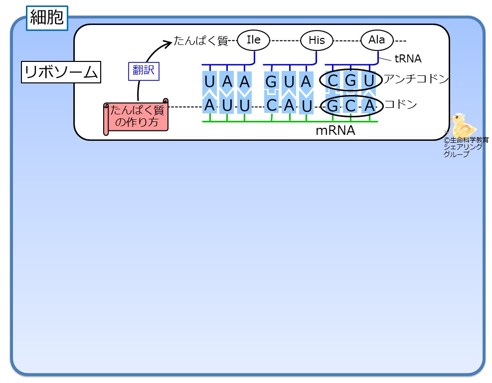リボソーム.jpg