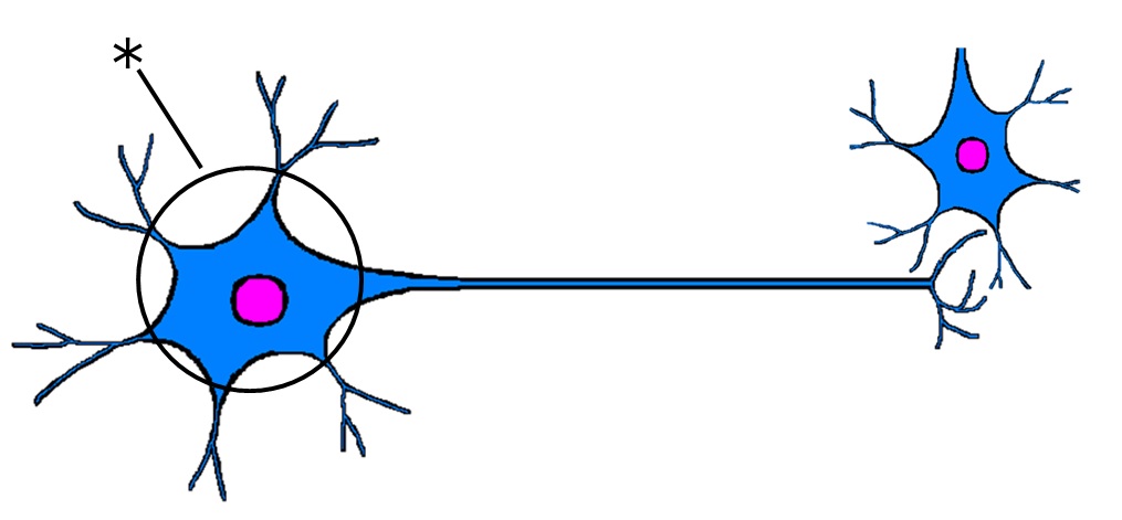 ./images/NeuronQ1.jpg