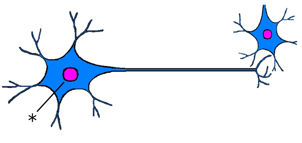 ./images/NeuronQ2.jpg