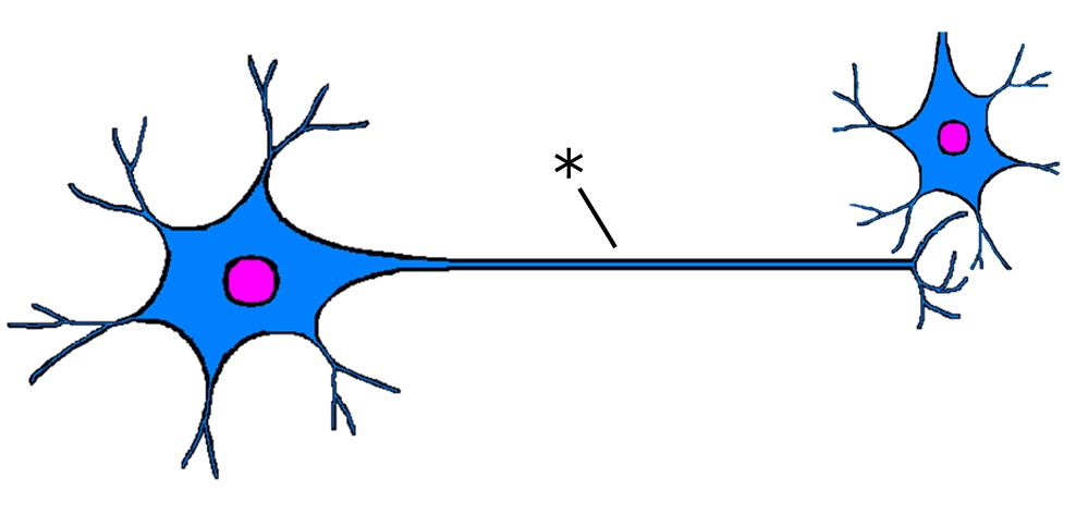 ./images/NeuronQ3.jpg