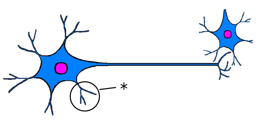 ./images/NeuronQ4.jpg