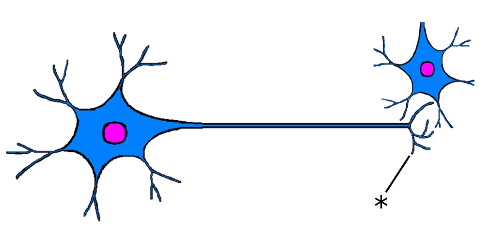 ./images/NeuronQ5.jpg
