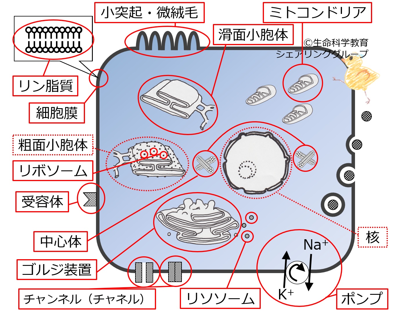 ./images/CellOrganelleBasicSummary-Jpn.jpg