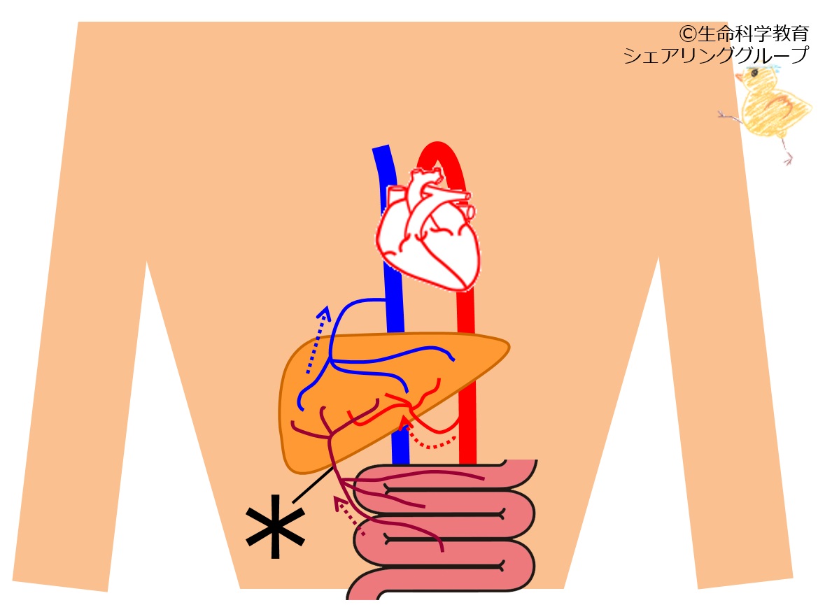 ./images/門脈_クイズ.jpg